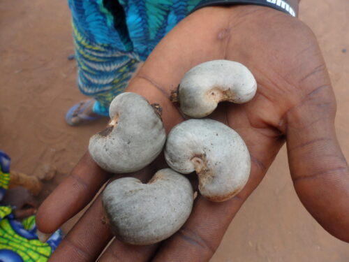 Cashew Nuts