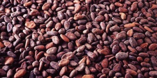 Cocoa / Cacao Beans